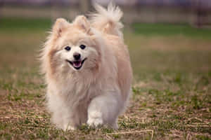 一隻毛茸茸的奶油色博美犬在草地上快樂地奔跑。 — 博美犬 壁紙