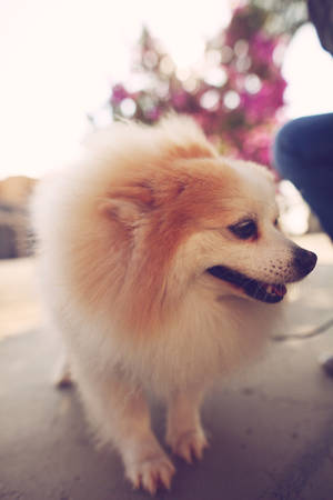 一隻毛茸茸的奶油色博美犬站在戶外柔和陽光下。 — 可愛小狗 壁紙