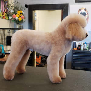 一隻奶油色貴賓犬經過美容，站在色彩繽紛的寵物沙龍美容桌上。 — 貴賓狗 壁紙