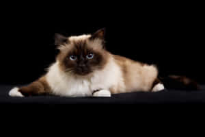 一隻美麗的布偶貓，藍色眼睛，在黑色表面上休息。 — MacBook Air 壁紙