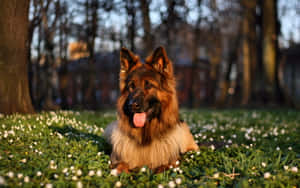 一隻德國牧羊犬在長滿白花的草地上休息。 — 德國狼犬 壁紙