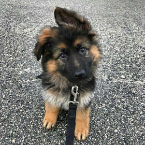 一隻毛色黑褐相間的德國牧羊犬幼犬坐在柏油路上，戴著黑色狗繩。 — 可愛小狗 壁紙