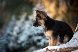 德國牧羊犬幼犬坐在雪覆蓋的木頭上於冬季森林 — 可愛小狗 壁紙