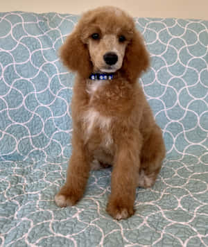 毛茸茸的杏色貴賓犬幼犬坐在藍綠色圖案被子上。 — Galaxy Z Fold 壁紙