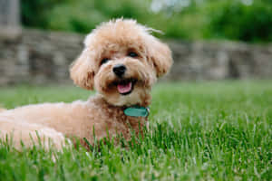 一隻開朗的杏色貴賓犬幼犬在茂盛的綠草地上休息。 — 貴賓狗 壁紙