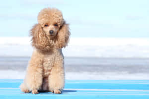 毛茸茸的杏色貴賓狗坐在藍色木甲板上，面向大海 — 黃金獵犬 壁紙