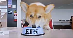 柯基犬在辦公桌上從一個標有EIN的藍色碗中進食。 — 動漫狗 壁紙