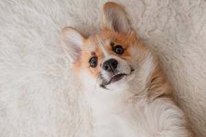 一隻柯基犬幼犬仰躺在白色毛茸茸的地毯上向上看。 — 柯基 壁紙
