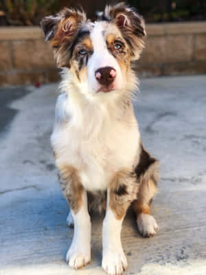 毛茸茸的梅爾澳洲牧羊犬幼犬，藍色眼睛，坐在混凝土庭院上。 — 可愛小狗 壁紙