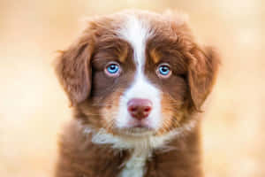 一隻棕白色小狗，有明亮的藍色眼睛，看著相機。 — 可愛小狗 壁紙