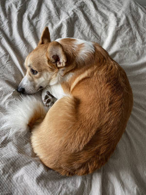 一隻柯基犬蜷縮在條紋床單上睡覺。 — 可愛小狗 壁紙
