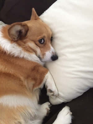 一隻柯基犬在白色枕頭上打盹，一隻爪子抬起。 — iPad 第9代 壁紙