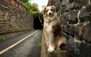 一隻狗坐在道路隧道旁的石牆上。 — 動物森友會 壁紙