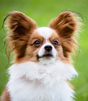 毛茸茸的棕白色蝴蝶犬，有大耳朵，在戶外向上看。 — 可愛狗狗 GIF 壁紙