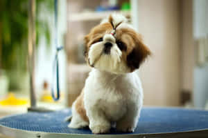 毛茸茸的西施犬坐在沙龍的藍色美容桌上 — 可愛狗狗 GIF 壁紙