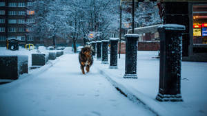 黃昏時分，一隻狗在積雪的街道上行走。 — 寒冷 壁紙