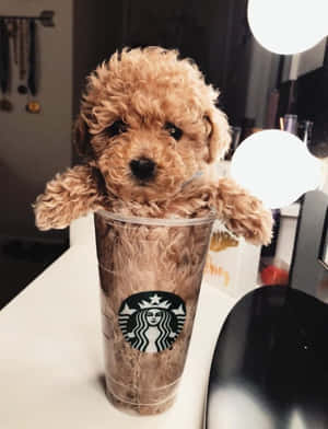 一隻細小毛茸茸的棕色小狗坐在書桌上的Starbucks杯內。 — 可愛小狗 壁紙