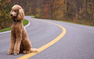 一隻棕色貴賓犬坐在秋葉中的彎曲道路上。 — 貴賓狗 壁紙