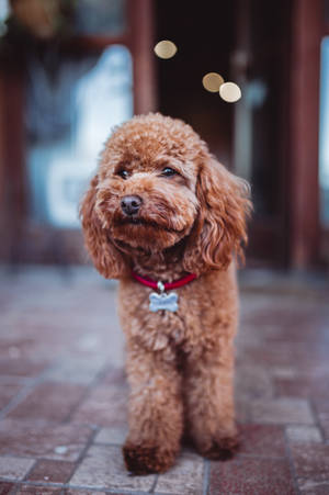 一隻棕色貴賓犬戴著紅色項圈和骨頭標籤站在瓷磚地板上。 — 卡通狗 壁紙