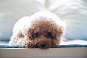 一隻毛茸茸的棕色貴賓犬幼犬將頭擱在藍色墊子上的木邊上。 — 可愛小狗 壁紙