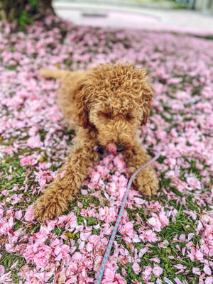 一隻棕色捲毛幼犬躺在草地上粉紅色櫻花花瓣中。 — 粉色花朵 壁紙