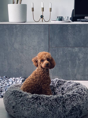 一隻棕色貴賓犬坐在灰色毛絨狗床上，在一個現代灰色房間裡。 — 可愛小狗 壁紙
