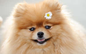 毛茸茸的橙色博美犬，毛髮中夾著一朵雛菊，對著鏡頭微笑。 — 博美犬 壁紙