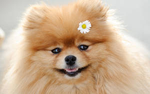 毛茸茸的橙色博美犬，額頭上有朵雛菊，微笑著。 — 博美犬 壁紙