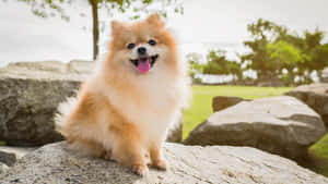 毛茸茸的橙色博美犬坐在陽光明媚的公園裡的岩石上。 — 可愛 壁紙