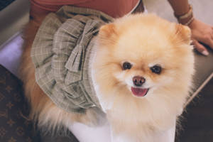 毛茸茸的橙色博美犬穿著綠色格子裙對著鏡頭微笑。 — 娃娃 壁紙