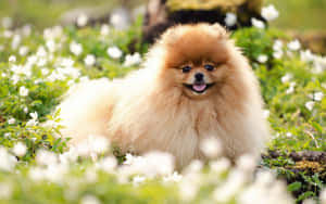 毛茸茸的橙色博美犬坐在白色花朵的田野中。 — 花園 壁紙