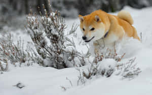橙色柴犬在冬季森林的雪灌木叢中奔跑。 — 北極狐 GIF 壁紙