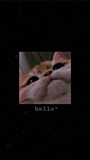 一隻橙色貓咪特寫，在深色背景上向上看，上面有 hello~ 文字。