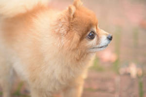 毛茸茸的棕色博美犬在戶外側身站立。 — 博美犬 壁紙