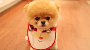 毛茸茸淺棕色博美犬幼犬 聖誕圍兜 鈴鐺 木地板 — 可愛小狗 壁紙