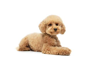 一隻毛茸茸的棕色貴賓犬幼犬躺在白色背景上。 — MacBook Air 壁紙