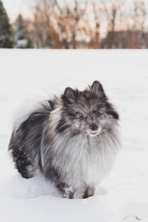 毛茸茸的灰白色博美犬在戶外雪地中站立。 — 博美犬 壁紙