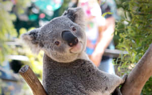 一隻灰色無尾熊在森林中緊抓著樹枝，帶著好奇的表情。 — 無尾熊 壁紙