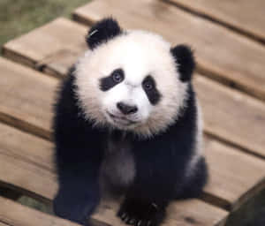 一隻熊貓寶寶坐在木板上看著鏡頭。 — 可愛熊貓 壁紙