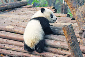 一隻小熊貓棲息在動物園棲息地的木頭上。 — 可愛熊貓 壁紙