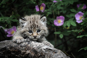 毛茸茸的猞猁幼貓在樹枝上休息，背景有粉紅色的花朵。 — 桌面 壁紙