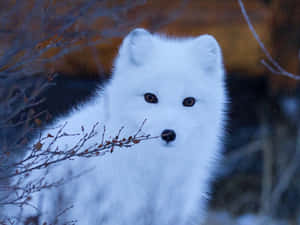 暮色中積雪的冬季森林裡的北極狐 — 北極狐 GIF 壁紙