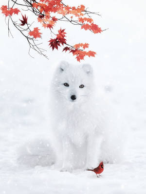 雪景中的白狐和紅雀，上方有紅色楓葉。