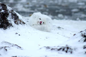白色北極狐在雪地中靠近河流休息 — 北極狐 GIF 壁紙