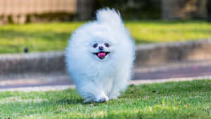 毛茸茸的白色博美犬在綠色草地上伸出舌頭奔跑。 — 可愛小狗 壁紙
