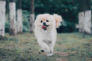 一隻毛茸茸的白色博美犬在森林裡快樂地奔跑。 — 博美犬 壁紙