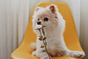 毛茸茸的白色狗叼著白玫瑰坐在黃色椅子上。 — 博美犬 壁紙