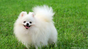毛茸茸的白色博美犬在綠色草地上微笑。 — 可愛小狗 壁紙