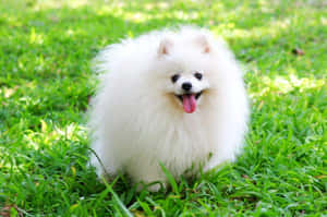 毛茸茸的白色博美犬坐在綠色草地上伸出舌頭 — 博美犬 壁紙