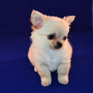 毛茸茸的白色吉娃娃幼犬，有大大的深色眼睛，坐在藍色天鵝絨上。 — 吉娃娃 壁紙